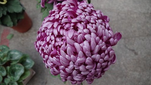 SSAT考试备考的10条注意事项 SSAT考试备考的10条注意事项